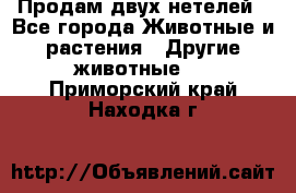 Продам двух нетелей - Все города Животные и растения » Другие животные   . Приморский край,Находка г.